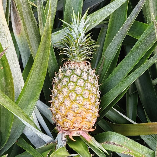 海南【风化石地金钻凤梨】自然树上熟 汁水香甜 风味更浓郁 果肉细腻 口感绵密！ 商品图4