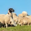 呼伦贝尔生态羔羊 商品缩略图4