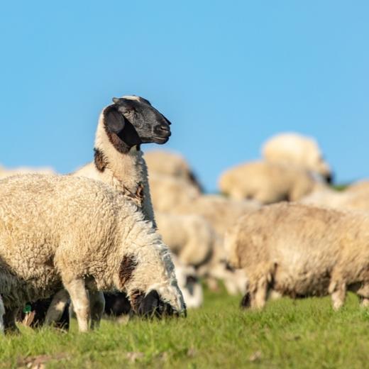 呼伦贝尔生态羔羊 商品图4