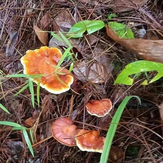 【拍完即止 不再补货】正宗秦岭野生灵芝 深山直采 珍品难求 商品图1