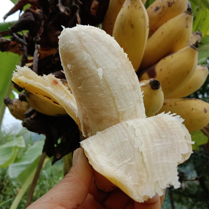 【72小时发货，遇特殊天气延顺发货】基地直发 | 生态野放芭蕉 | 云南元江