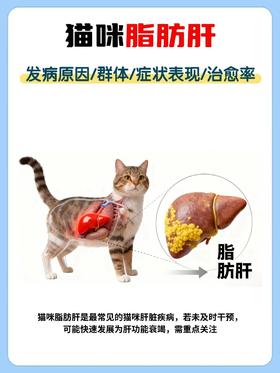 猫咪脂肪肝，早发现早救治