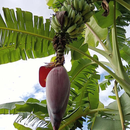 【72小时发货，遇特殊天气延顺发货】基地直发 | 生态野放芭蕉 | 云南元江 商品图2