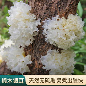【椴木银耳】正宗四川通江野生椴木银耳干货白木耳