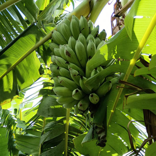【72小时发货，遇特殊天气延顺发货】基地直发 | 生态野放芭蕉 | 云南元江 商品图3