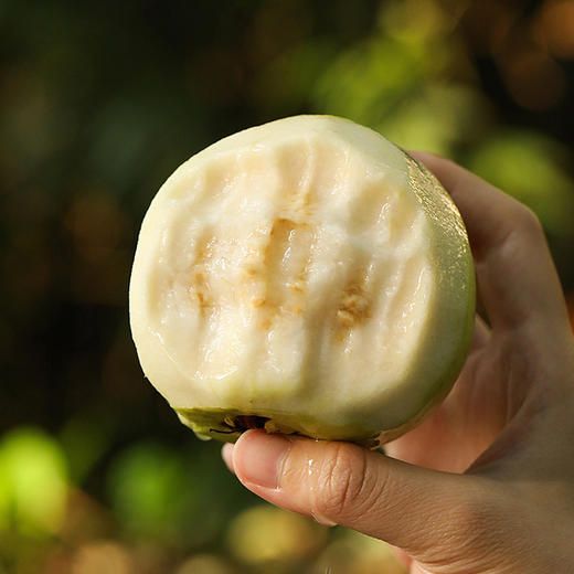 台湾软心白玉芭乐  4斤礼盒装 商品图5