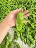 周三取货：【精品薄皮青椒】一袋500克左右，椒味浓郁，脆嫩可口！ 商品缩略图7