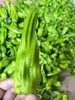 周三取货：【精品薄皮青椒】一袋500克左右，椒味浓郁，脆嫩可口！ 商品缩略图1