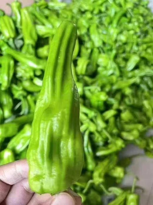 周三取货：【精品薄皮青椒】一袋500克左右，椒味浓郁，脆嫩可口！ 商品图1