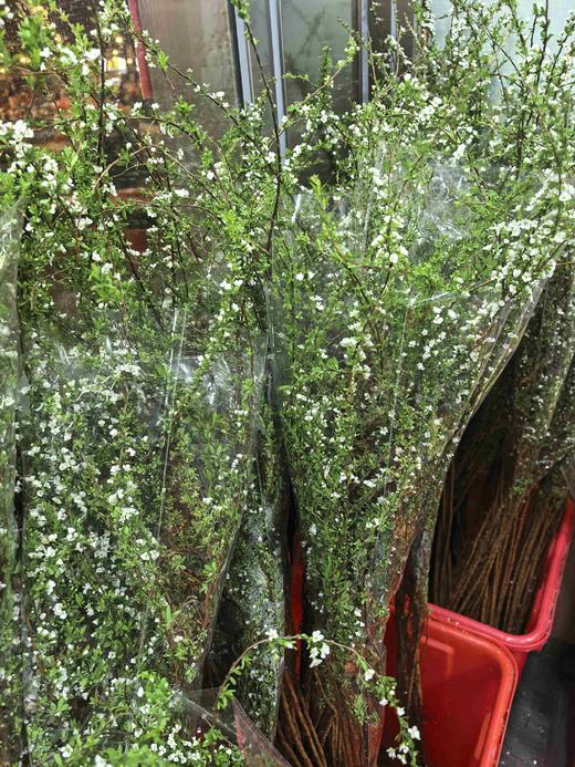 单瓣雪柳花一扎 商品图5