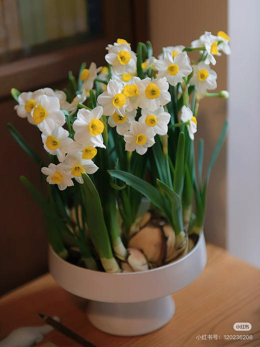 【2026 2.6】绿植现货：水仙盆栽9.9（简易塑料盆 现货 下单即可到店自提） 商品图6