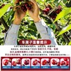 【京东包邮❗️新鲜到家🔥原箱智利车厘子】飘洋过海的情谊，从智利到中国，优选精品进口车厘子，当季应季水果，营养美味又健康，老人/孕妇/水果，新鲜水果大樱桃车厘子L 商品缩略图3