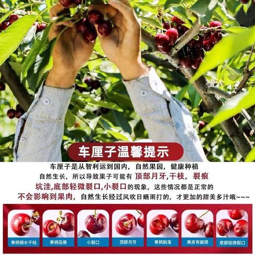 【京东包邮❗️新鲜到家🔥原箱智利车厘子】飘洋过海的情谊，从智利到中国，优选精品进口车厘子，当季应季水果，营养美味又健康，老人/孕妇/水果，新鲜水果大樱桃车厘子L 商品图3
