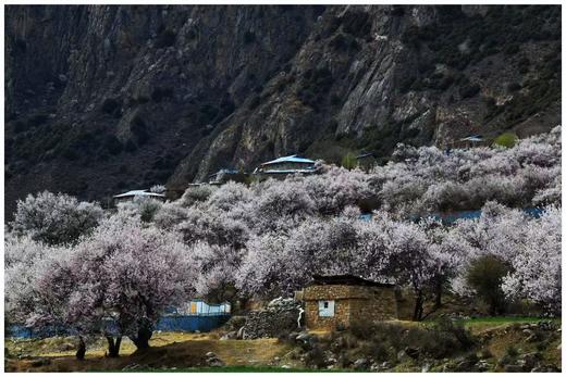 藏东南世外桃源丨桃花雪山（易贡+尼屋乡+索松村+波密+林芝）、墨脱秘境、冰川、峡谷10天摄影团 商品图8