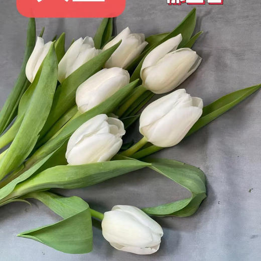 郁金香.羊脂玉 商品图0