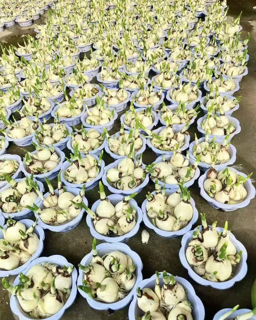 【2026 2.6】绿植现货：水仙盆栽9.9（简易塑料盆 现货 下单即可到店自提） 商品图1