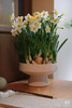 【2026 2.6】绿植现货：水仙盆栽9.9（简易塑料盆 现货 下单即可到店自提） 商品缩略图7