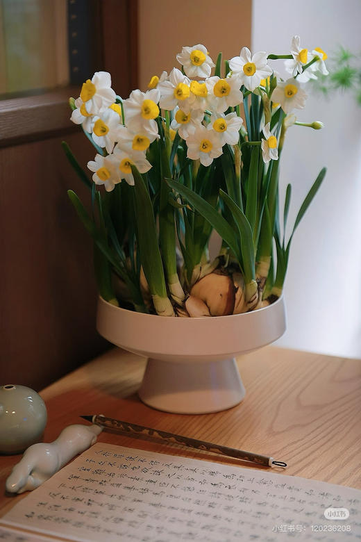 【2026 2.6】绿植现货：水仙盆栽9.9（简易塑料盆 现货 下单即可到店自提） 商品图8