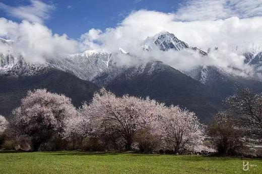 藏东南世外桃源丨桃花雪山（易贡+尼屋乡+索松村+波密+林芝）、墨脱秘境、冰川、峡谷10天摄影团 商品图0