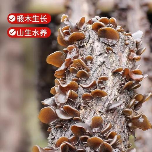 【MLT】头茬干木耳  肉厚无根  椴木养殖  人工晾晒 商品图1