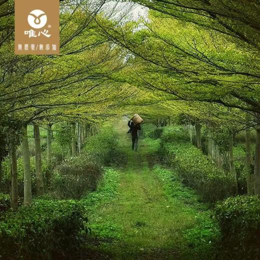 唯心立秋 礼盒装250g 一芽两叶 英红九号红茶 商品图7