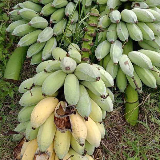 【72小时发货，遇特殊天气延顺发货】基地直发 | 生态野放芭蕉 | 云南元江 商品图4