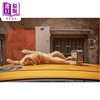 【中商原版】City Cats Of Istanbul 进口艺术 伊斯坦布尔的街头猫 T&H 商品缩略图1