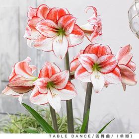 朱顶红盆栽 只需浇水 静待花开