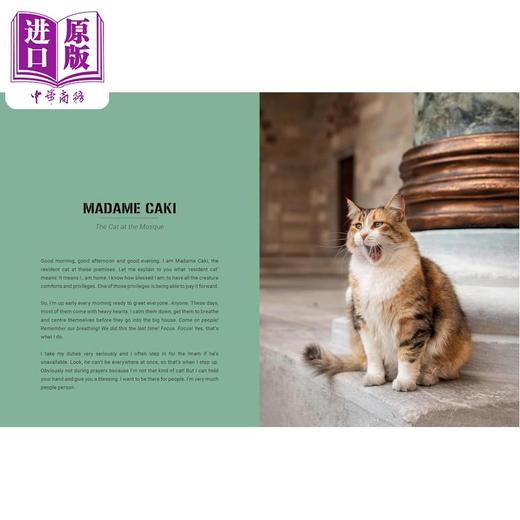 【中商原版】City Cats Of Istanbul 进口艺术 伊斯坦布尔的街头猫 T&H 商品图3