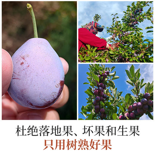璞匠有机西梅干正品官方旗舰店新疆乌梅子果干原味零食独立小包装 商品图4