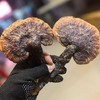 【拍完即止 不再补货】正宗秦岭野生灵芝 深山直采 珍品难求 商品缩略图3