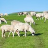 呼伦贝尔生态羔羊 商品缩略图7