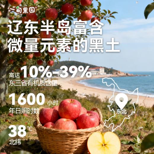 【一甸园子品牌】一甸果园 果汁系列 200ml*10 商品图3