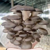 【MLT】大叶平菇  火锅黑蘑菇  肉厚  鲜嫩  劲道  味道鲜美 商品缩略图1