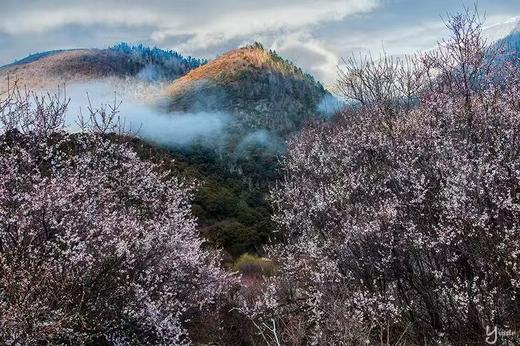 藏东南世外桃源丨桃花雪山（易贡+尼屋乡+索松村+波密+林芝）、墨脱秘境、冰川、峡谷10天摄影团 商品图5
