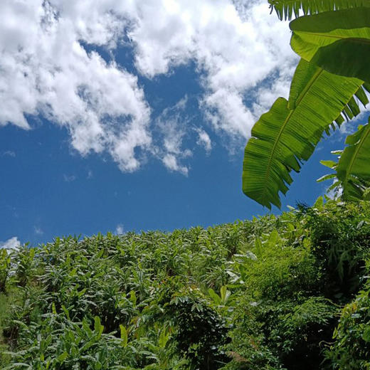 【72小时发货，遇特殊天气延顺发货】基地直发 | 生态野放芭蕉 | 云南元江 商品图6