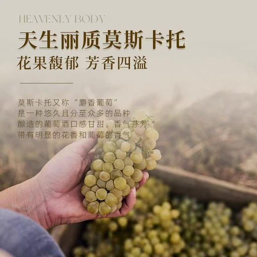 卡力熊·青春漾莫斯卡托甜白葡萄酒， 进博会力荐澳洲知名酒业集团，迷人果香，清甜爆汁 商品图6
