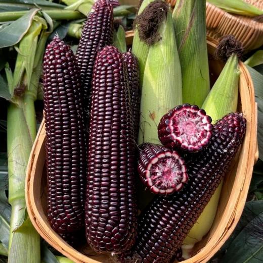 ☀️早餐伴侣【黑糯糯·熟玉米】整根大玉米穗🌽肉质紧实，黏黏糯糯超香甜🌱口感黏糯，不老不干，肉质紧实超满足 商品图3