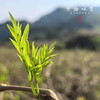 生态芽尖莓茶/藤茶（成都仓库-顺丰快递）| 50g/罐，来自湖南张家界永定，生产者：杨坤【合作生产，公平贸易】 商品缩略图8