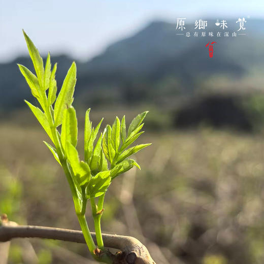 生态芽尖莓茶/藤茶（成都仓库-顺丰快递）| 50g/罐，来自湖南张家界永定，生产者：杨坤【合作生产，公平贸易】 商品图8