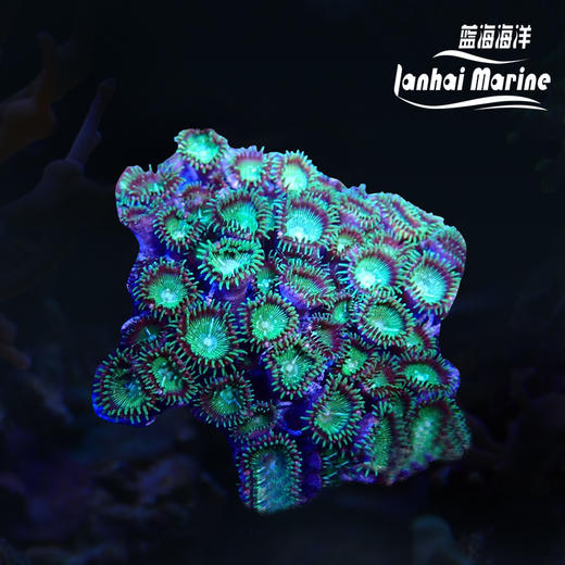 大眼绿纽扣 颜色1 商品图0
