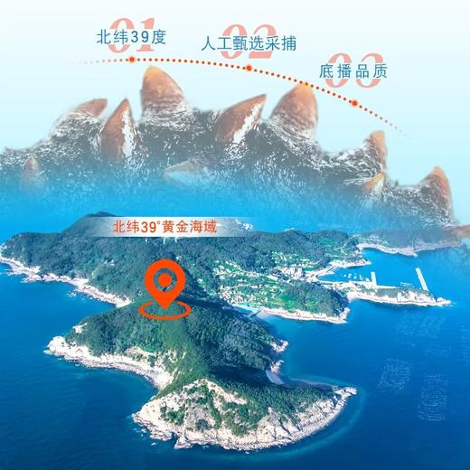 獐子岛北纬39°速发海参2-2.5克/头 20只装（42克）/盒（商品贵重不支持7天无理由退换货） 商品图3