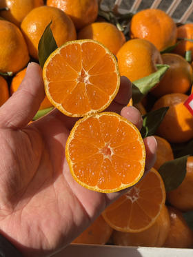 当季涌泉蜜橘一斤