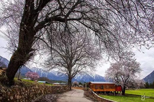 藏东南世外桃源丨桃花雪山（易贡+尼屋乡+索松村+波密+林芝）、墨脱秘境、冰川、峡谷10天摄影团 商品图7