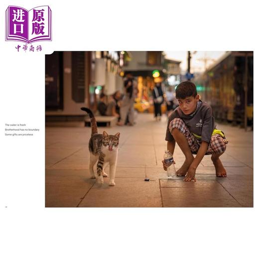 【中商原版】City Cats Of Istanbul 进口艺术 伊斯坦布尔的街头猫 T&H 商品图2