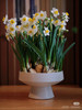 【2026 2.6】绿植现货：水仙盆栽9.9（简易塑料盆 现货 下单即可到店自提） 商品缩略图5