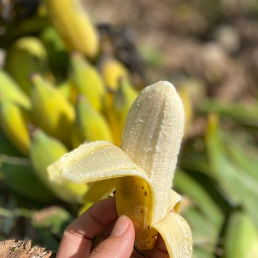 【同行精选】生态老实芭蕉干 纯手工制作 无油无糖    香甜软糯  自然阳光晒出健康甜 商品图2