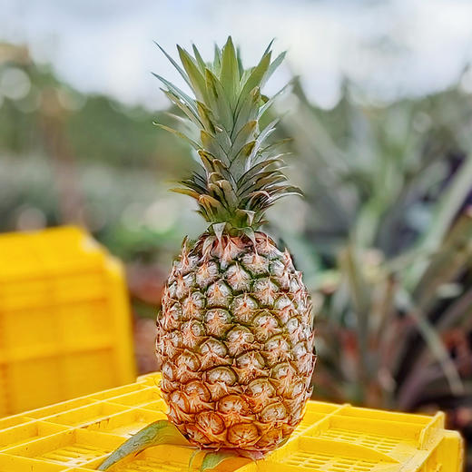 海南【风化石地金钻凤梨】自然树上熟 汁水香甜 风味更浓郁 果肉细腻 口感绵密！ 商品图2