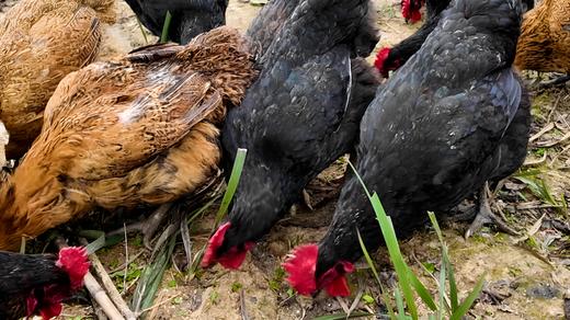 🔥【哈曼丁|金色凤堰（爱心助农）秦岭山林散养蛋】 ✅散养土鸡就养在秦岭巴山中间 ✅满山都是树 🌼没有工业污染 空气清新 ✅土鸡吃的是五谷饲料、野草、虫蚁、🍁喝的溪水全是天然的 商品图1