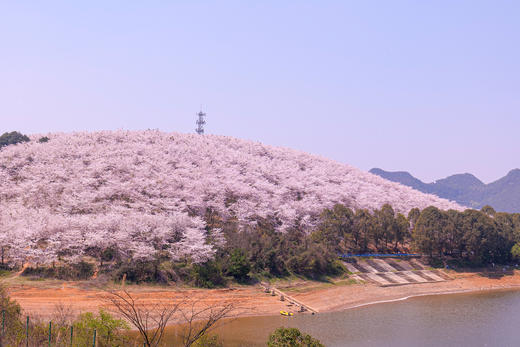 多彩贵州：平坝樱花、金海雪山、苗乡风情 6天 商品图6